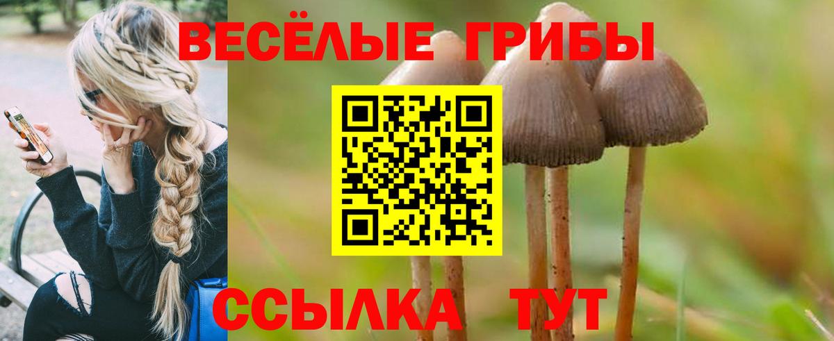 дарнет шоп  Вход с VPN  Гатчина  Псилоцибиновые грибы прущие грибы 